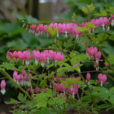 DICENTRA OLD FASHIONED (BLEEDING HEART) - 1 Gallon - Springbank Greenhouses