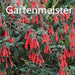 FUCHSIA GARTENMEISTER - 4" - Springbank Greenhouses