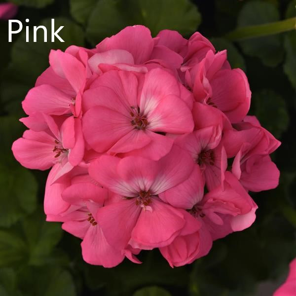 GERANIUM GALAXY PATIO PLANTERS - CONTAINER IS 11" (28cm) WIDE AND 9" (22cm) DEEP - Springbank Greenhouses