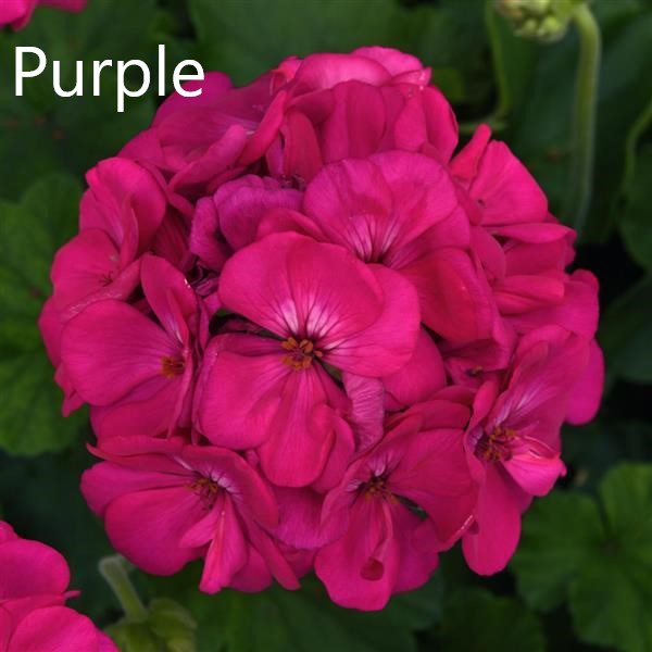 GERANIUM GALAXY PATIO PLANTERS - CONTAINER IS 9" (22cm) WIDE AND 10" (25cm) DEEP - Springbank Greenhouses