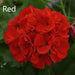 GERANIUM GALAXY PATIO PLANTERS - CONTAINER IS 9" (22cm) WIDE AND 10" (25cm) DEEP - Springbank Greenhouses