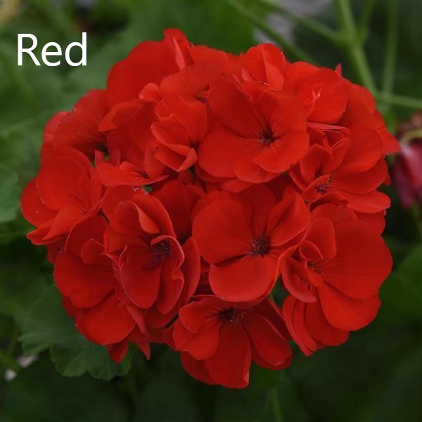 GERANIUM GALAXY HANGING BASKET - CONTAINER IS 12" (30cm) WIDE AND 7" (18cm) DEEP - Springbank Greenhouses
