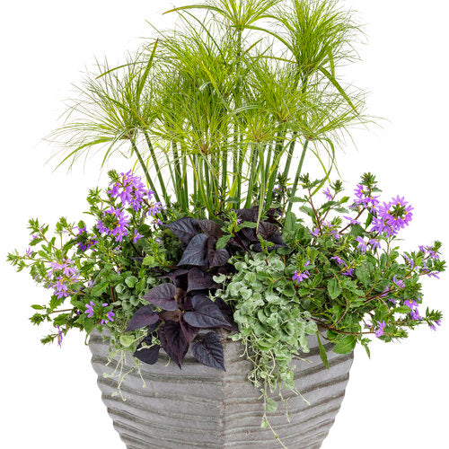 GRASS PRINCE TUT - 5.5" - Springbank Greenhouses