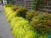 HAKONECHLOA ALL GOLD (JAPANESE FOREST GRASS) - 1 Gallon - Springbank Greenhouses