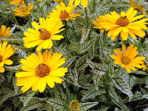 HELIOPSIS SUNSTRUCK (FALSE SUNFLOWER) - 1 Gallon - Springbank Greenhouses