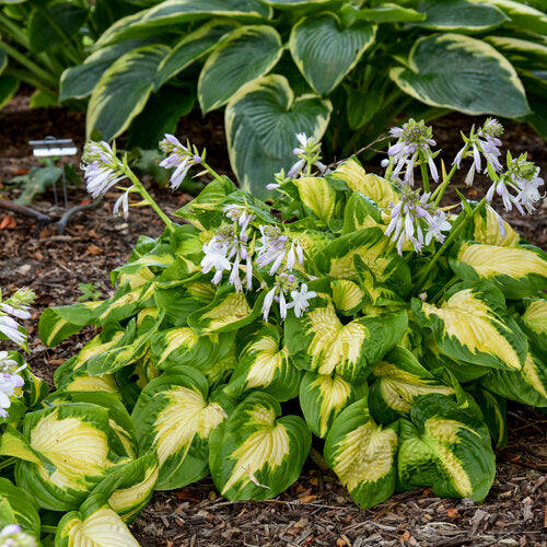 HOSTA ETCHED GLASS- 1 Gallon