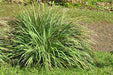 LEMON GRASS - 4" - Springbank Greenhouses