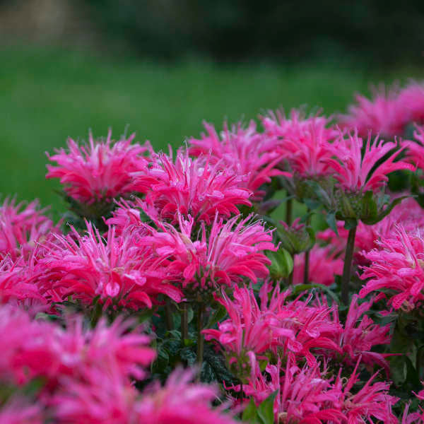 MONARDA ELECTRIC NEON PINK (BEE BALM) - 1 Gallon