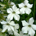 NICOTINE - TALL WHITE - 4.5" - Springbank Greenhouses