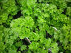 PARSLEY - CURLED - 4" - Springbank Greenhouses