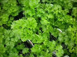 PARSLEY - CURLED - 4" - Springbank Greenhouses