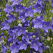 PLATYCODON FUJI BLUE (BALLOON FLOWER) - 1 Gallon - Springbank Greenhouses