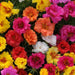 PORTULACA HAPPY HOUR MIX - 4 plants per box - Springbank Greenhouses