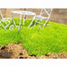 SAGINA AUREA (MOSS - 5.5" - Springbank Greenhouses