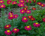 TANACETUM ROBINSON'S RED (PAINTED DAISY) - 1 Gallon - Springbank Greenhouses