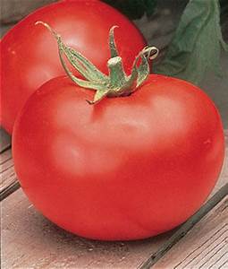 TOMATO - BETTER BOY - 4" and 5.5" - Springbank Greenhouses