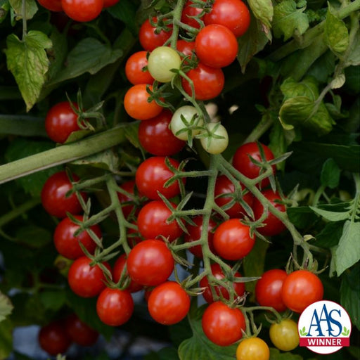 TOMATO CANDYLAND RED (CURRANT TYPE) - 4" and 5.5" - Springbank Greenhouses