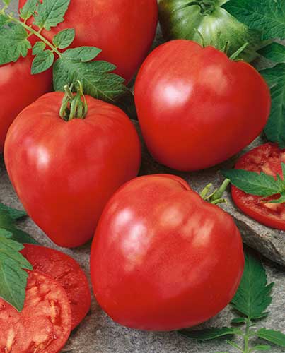TOMATO HEIRLOOM OXHEART RED - 4"