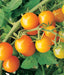 TOMATO SUN GOLD (CHERRY TYPE) - 4" - Springbank Greenhouses