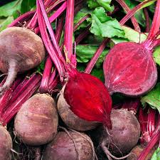 BEETS RED - 4 plants per box - Springbank Greenhouses