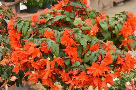 BEGONIA - BELLECONIA (SEMI-TRAILING) HANGING BASKET - 12" WIDE (30cm) AND 7" DEEP (18cm)