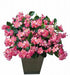 BEGONIA BIG HANGING BASKET - CONTAINER IS 12" (30cm) WIDE AND 7" (18cm) DEEP - Springbank Greenhouses