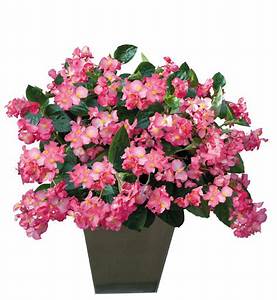BEGONIA BIG PATIO PLANTERS - CONTAINER IS 11" (28cm) WIDE AND 9" (23cm) DEEP - Springbank Greenhouses