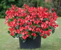 BEGONIA BIG PATIO PLANTERS - CONTAINER IS 14" (35cm) WIDE AND 9" (23cm) DEEP - Springbank Greenhouses