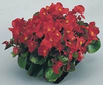 BEGONIA FIBROUS HANGING WALL BAGS - Springbank Greenhouses