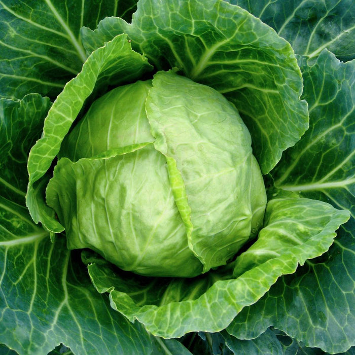 CABBAGE - EARLY - 4 plants per box