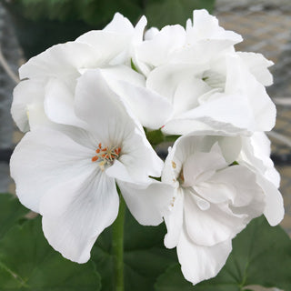 GERANIUM LARGE CALLIOPE PATIO PLANTERS - CONTAINER IS 9" (22cm) WIDE AND 10" (25cm) DEEP - Springbank Greenhouses