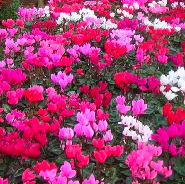 CYCLAMEN - SMALL - ASSORTED COLOURS