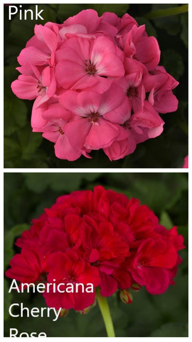 GERANIUM GALAXY HANGING BASKET - CONTAINER IS 12" (30cm) WIDE AND 7" (18cm) DEEP - Springbank Greenhouses