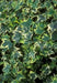 Copy of IVY - ENGLISH - HEDERA HELIX YELLOW VARIGATED - 4" - Springbank Greenhouses