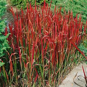 IMPERATA RED BARON (JAPANESE BLOOD GRASS) - 1 Gallon