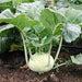 KOHLRABI - WHITE - 4 plants per box - Springbank Greenhouses