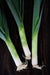 LEEKS - 4 plants per box - Springbank Greenhouses