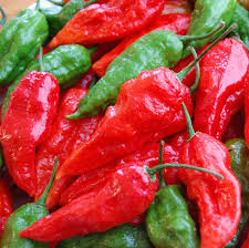 PEPPER - GHOST RED- 4" - Springbank Greenhouses