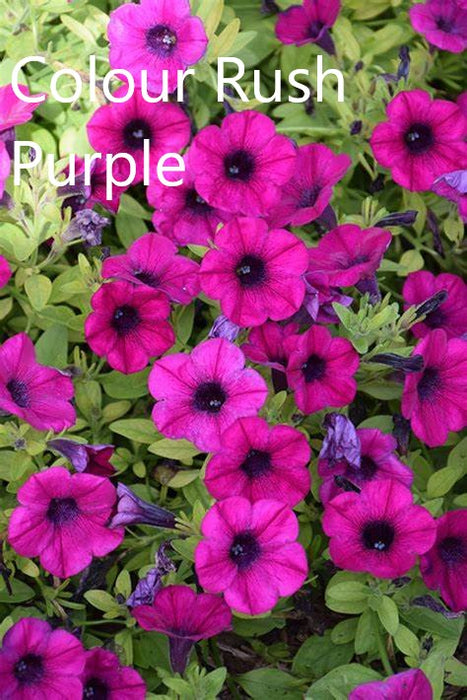 PETUNIA WINDOW BOXES - CONTAINER IS 24" (60cm) LONG, 6" (15cm) WIDE AND 6" (15cm) DEEP - Springbank Greenhouses