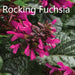 SALVIA ROCKIN SERIES - 5.5" - Springbank Greenhouses