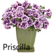 PETUNIA DOUBLE FLOWERS -4" - Springbank Greenhouses
