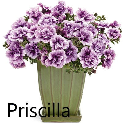 PETUNIA DOUBLE FLOWERED  HANGING BASKET - 12" (30cm) WIDE AND 7" (18cm) DEEP
